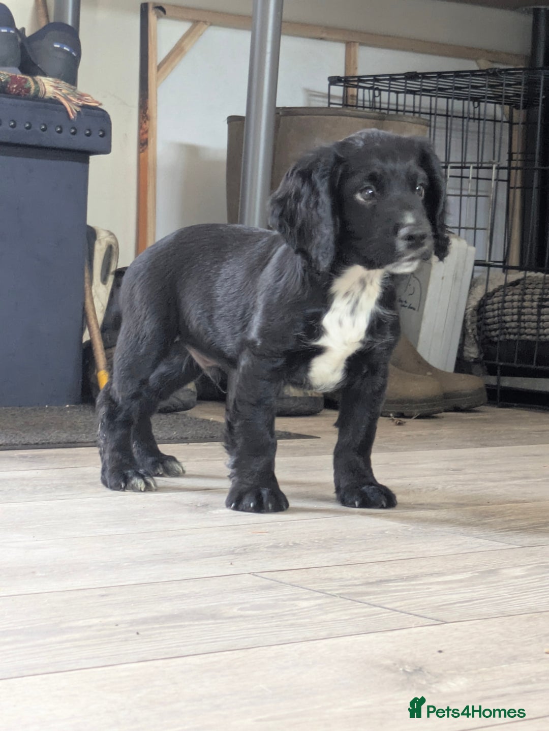 Cocker Spaniel dogs for sale: kc cocker spaniels registered pups - Image 1