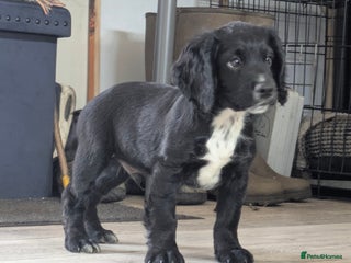 Cocker Spaniel dogs - Advert 35