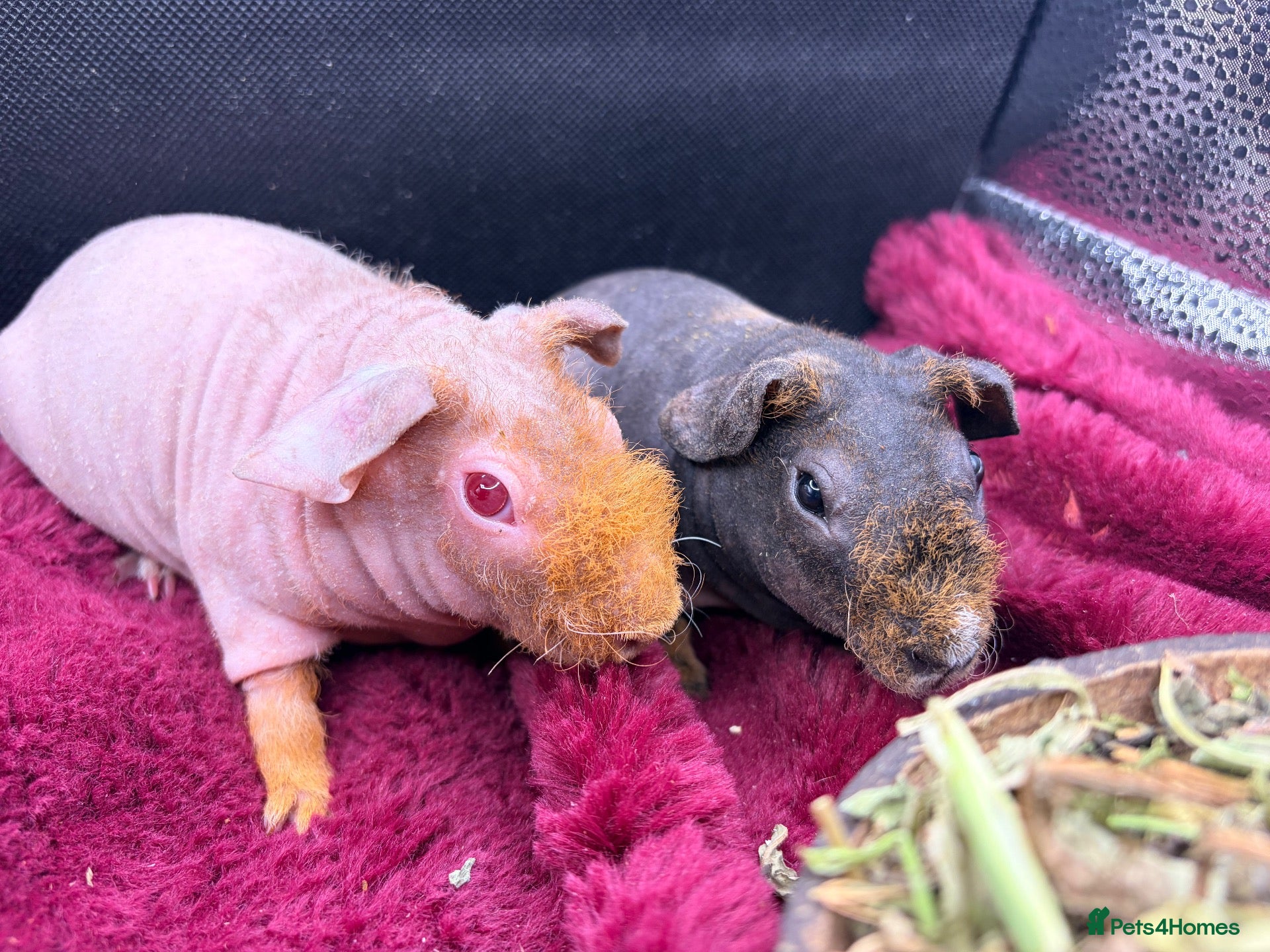 Guinea Pig rodents Skinny Pig Girls - Advert 19
