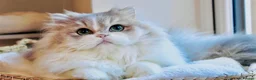 British Shorthair cats for sale: Rare color Bicolor Lilac Golden Chinchilla  - Advert 12