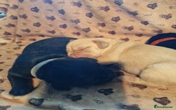 Labrador Retriever dogs for sale: Working Labrador puppies - Image 2