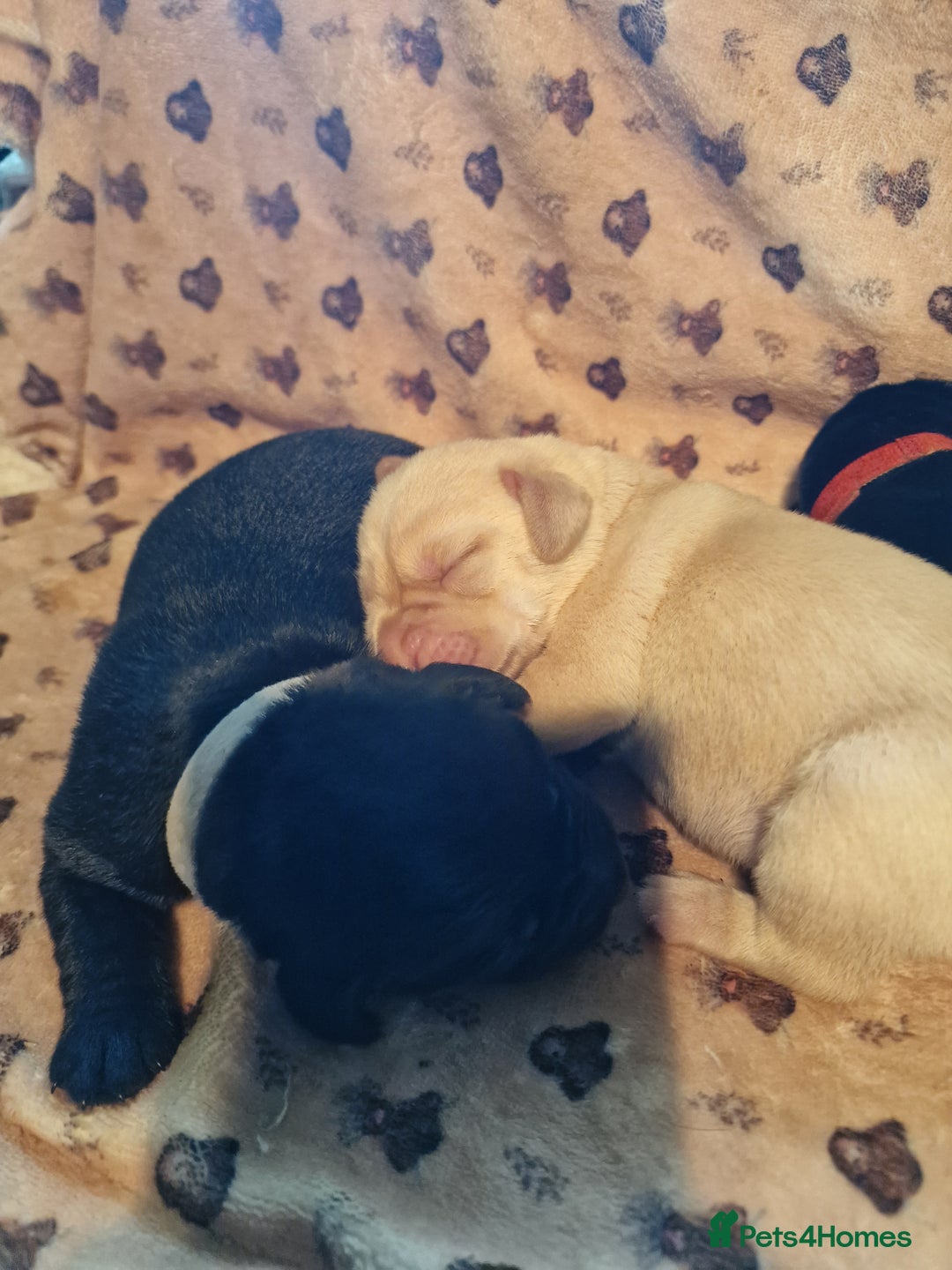 Labrador Retriever dogs for sale: Working Labrador puppies - Image 2