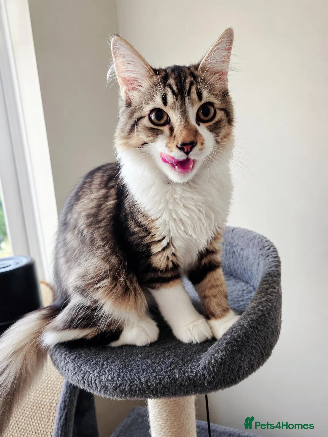 Mixed Breed cats for sale: Beautiful kitten - Advert 1