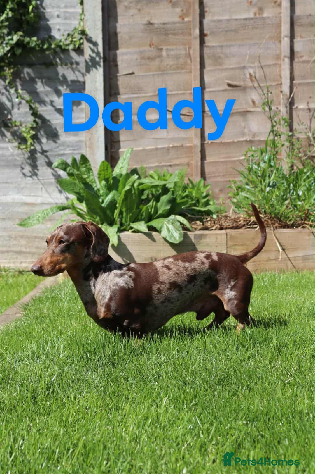 Miniature Dachshund dogs for sale: KC Registered Miniature Dachshund Puppies - Image 16