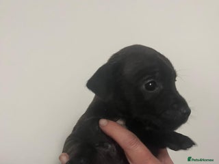 Mixed Breed dogs READY NOW Lakeland Patterdale - 2 unreserved - Advert 3