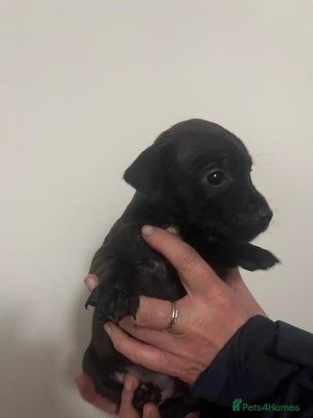 Mixed Breed dogs - Advert 5