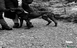 Lurcher dogs for sale: Lurcher pups - Advert 5