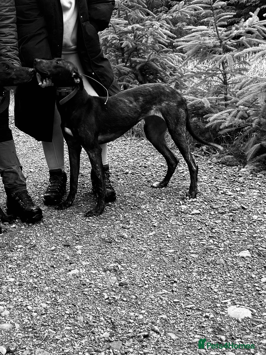 Lurcher dogs for sale: Lurcher pups - Advert 5