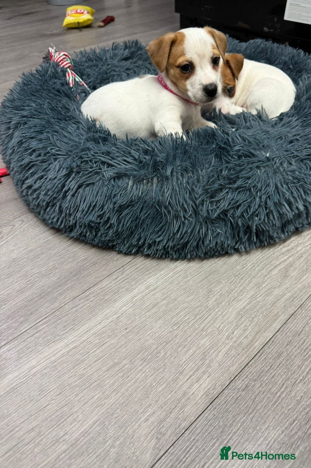 Jack Russell dogs for sale: 8 Week Old Jack Russel Puppies  - Advert 21