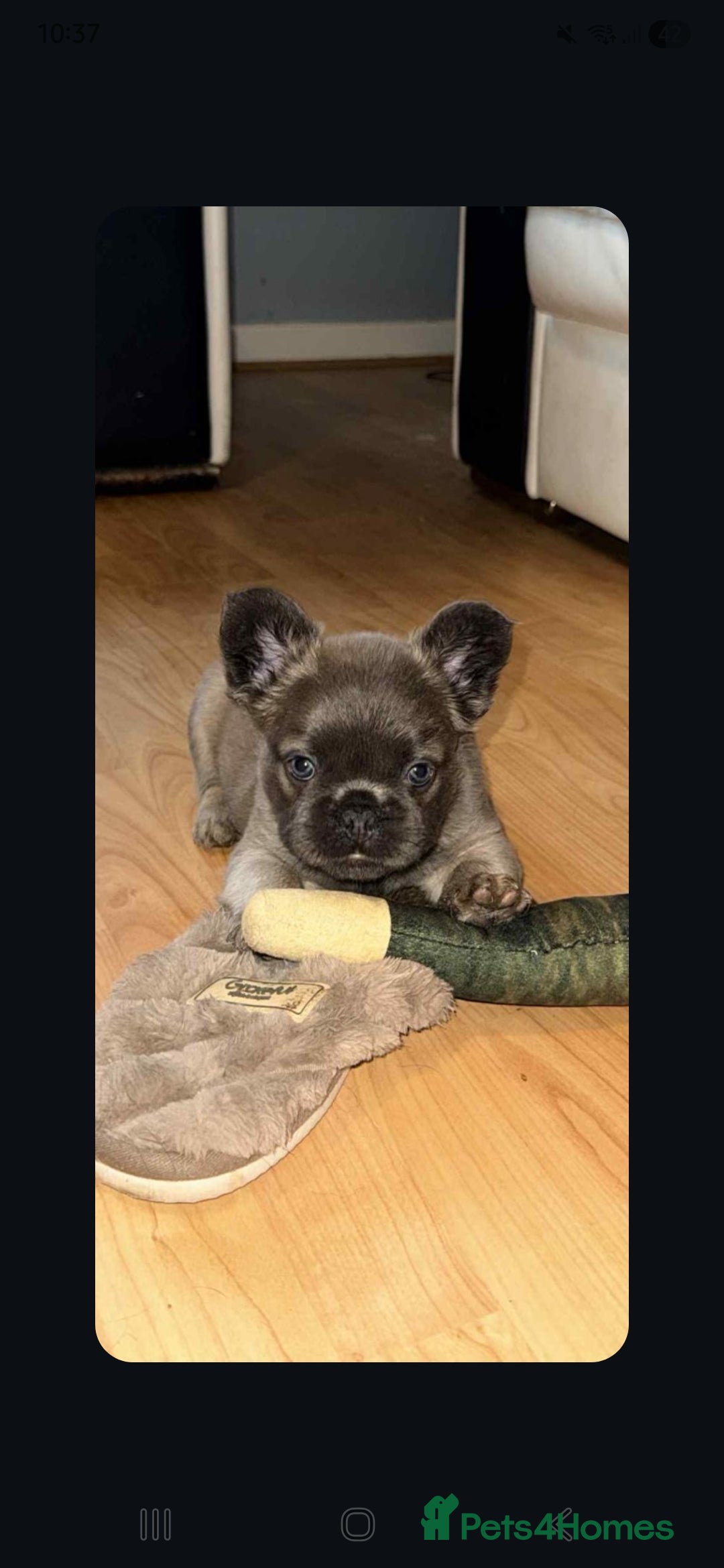 French Bulldog dogs for sale: Fluffy Frenchie - Advert 3