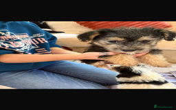 Jackapoo dogs for sale: 5 beautiful jackapoos - Image 10