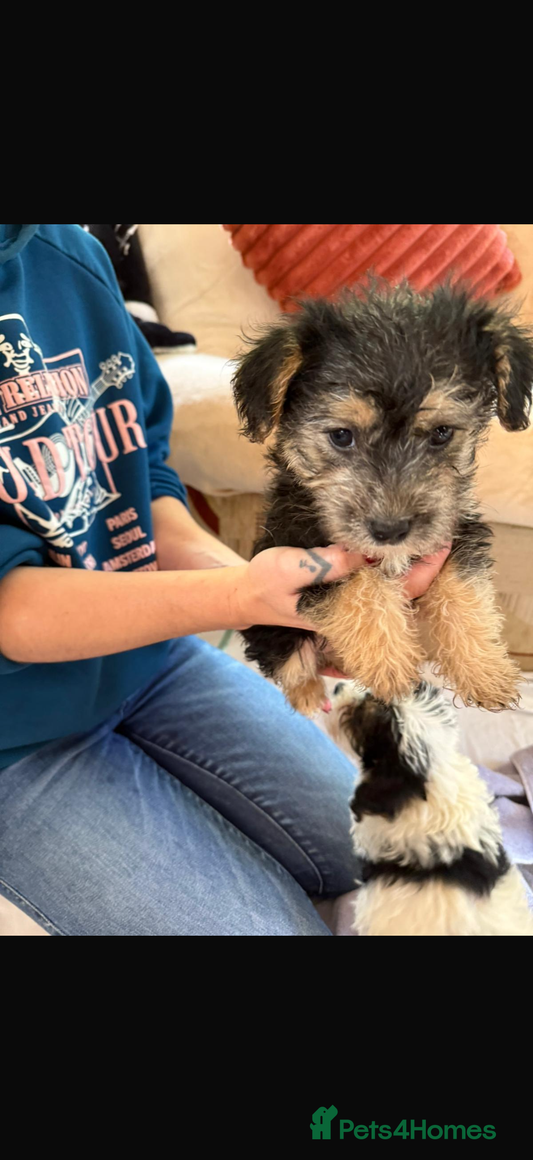Jackapoo dogs for sale: 5 beautiful jackapoos - Image 10