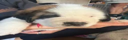 Saint Bernard dogs for sale: Exceptional St Bernard Puppies - Advert 26