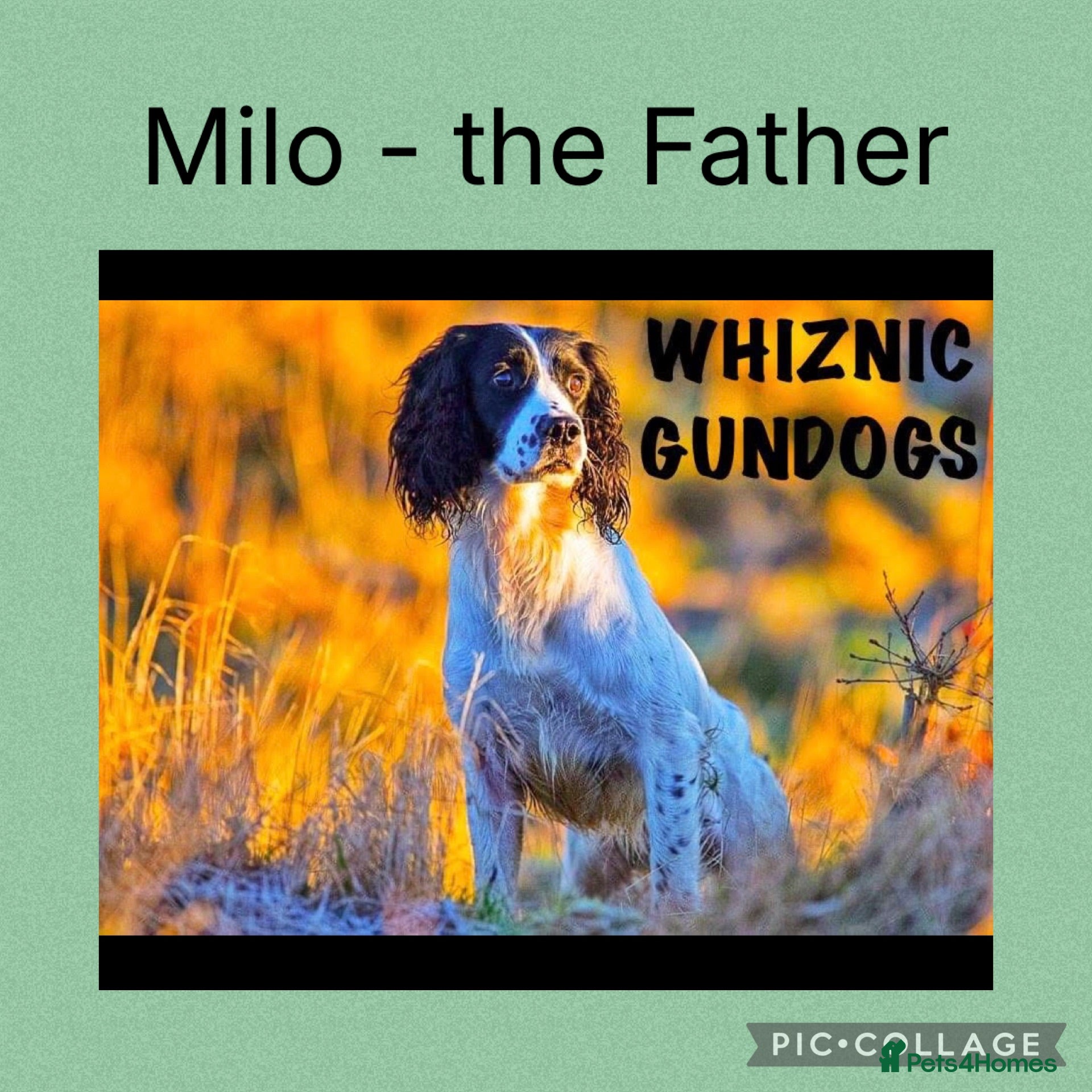 English Springer Spaniel dogs Springer spaniel puppies  - Advert 2