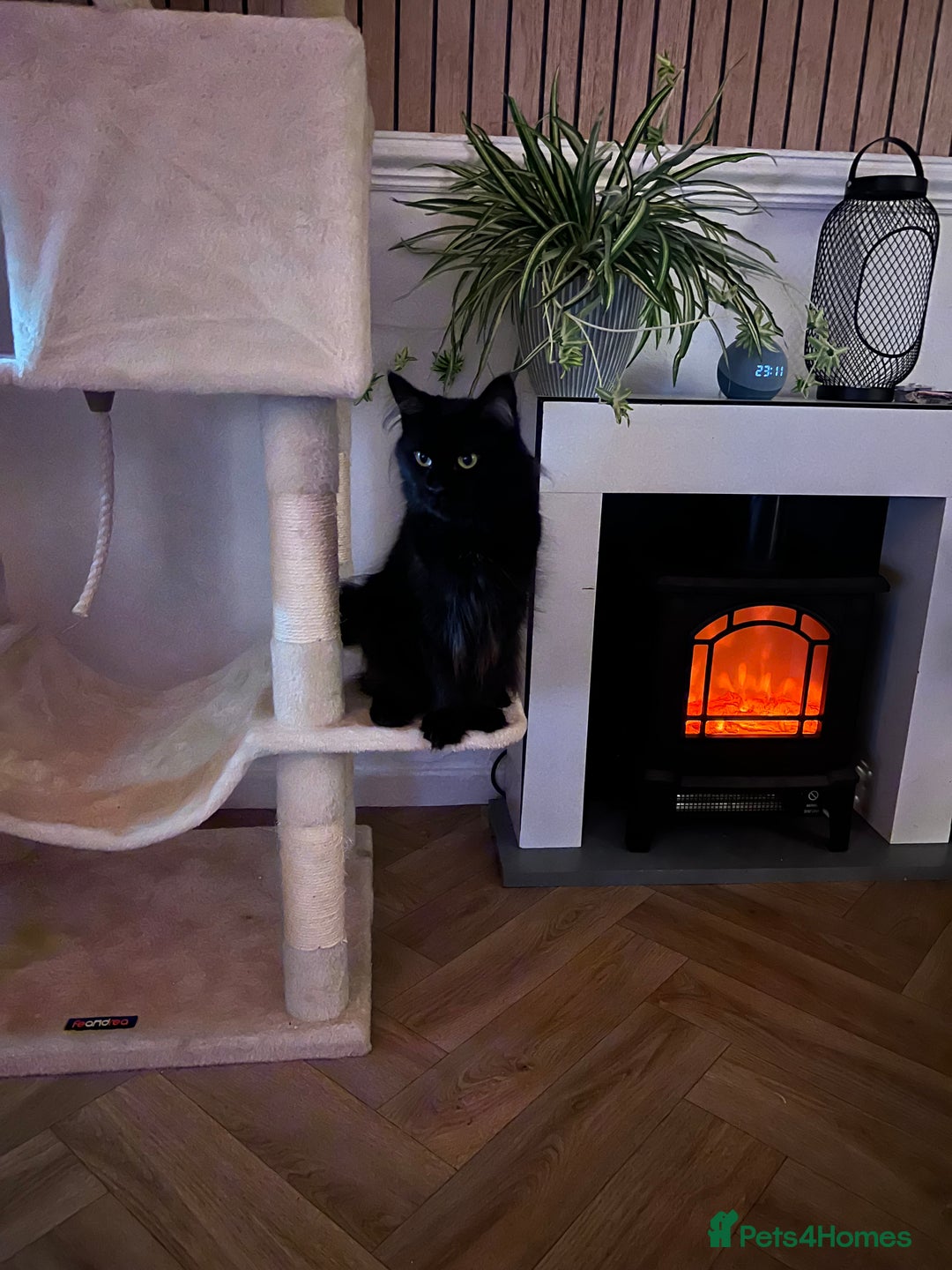 Maine Coon cats for sale: Willow - Advert 3