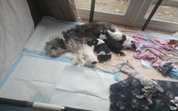 Mixed Breed dogs for sale:  Bearder collie x springer spaniel male puppy - Image 7