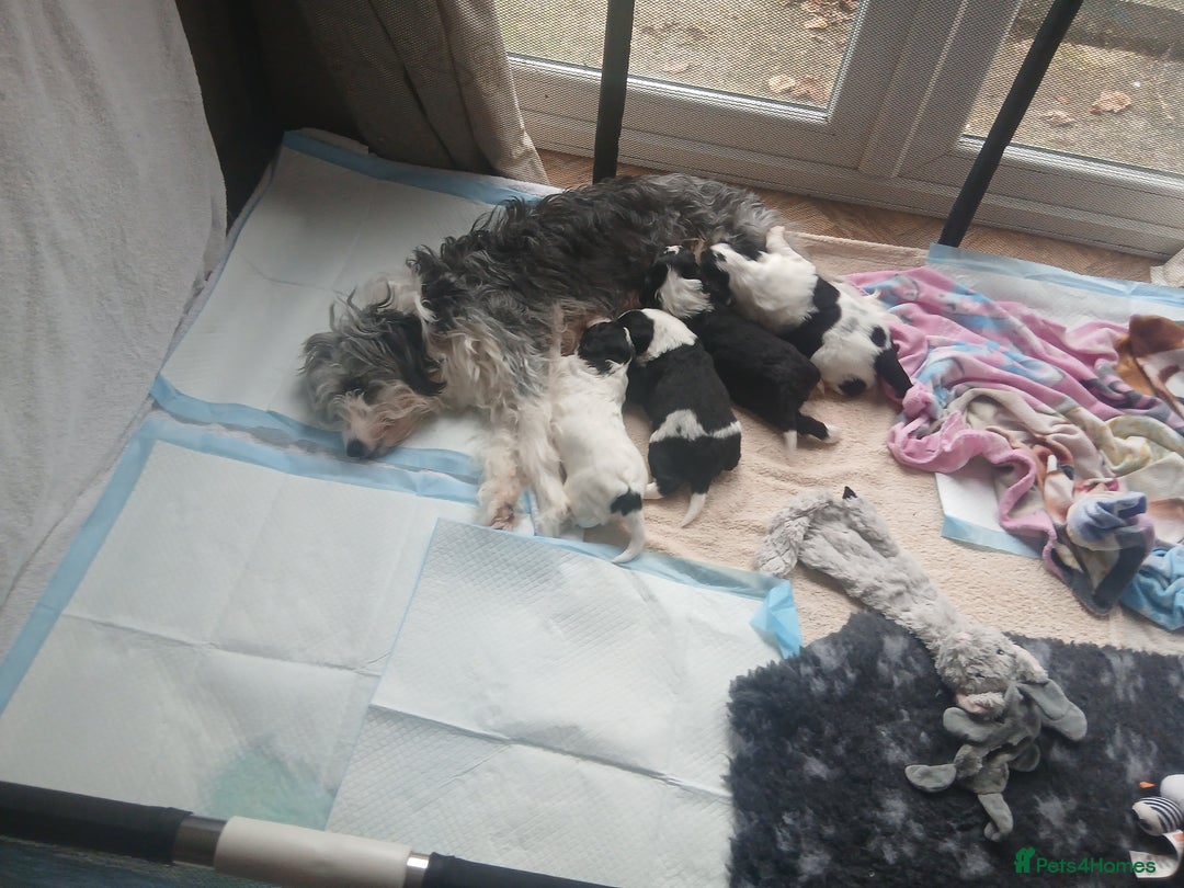 Mixed Breed dogs for sale:  Bearder collie x springer spaniel male puppy - Image 7