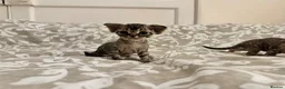 Devon Rex cats for sale: 2026 Devon Rex litters  - Advert 1