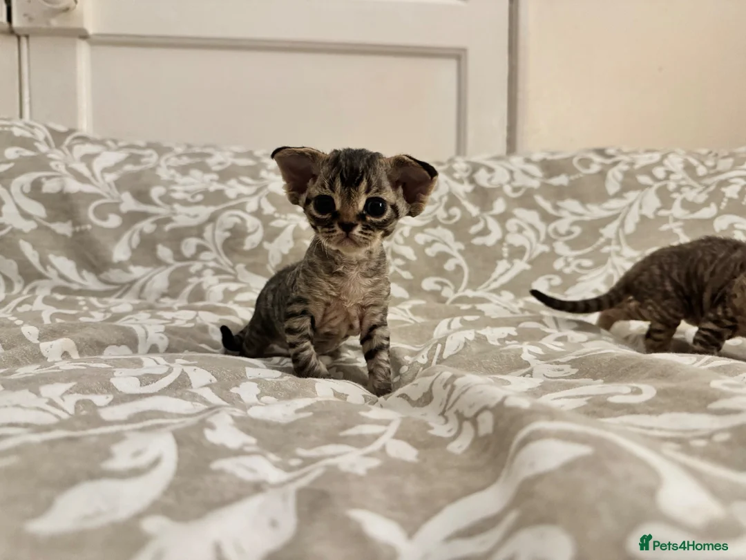 Devon Rex cats for sale: 2026 Devon Rex litters  - Advert 1