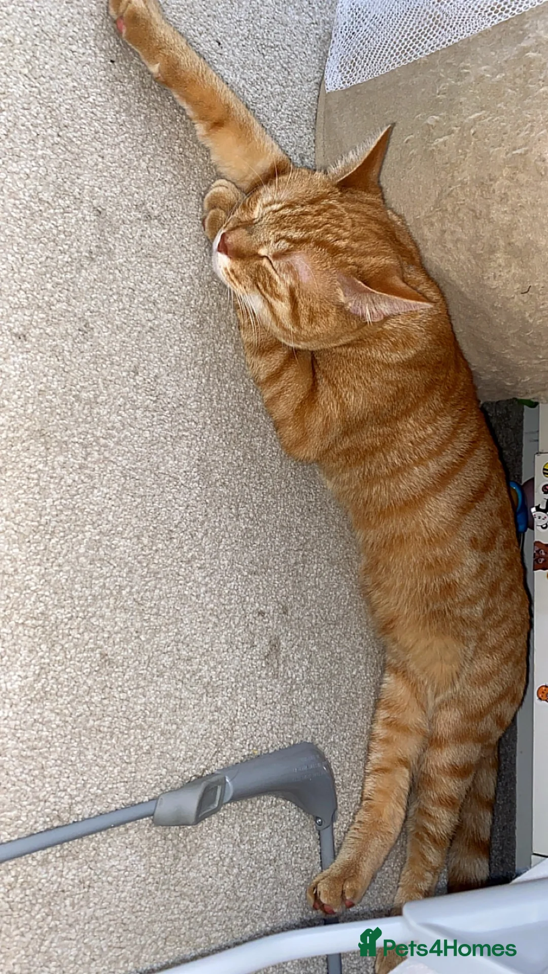 Domestic Shorthair cats for sale: Bingo in Leeds - Advert 1
