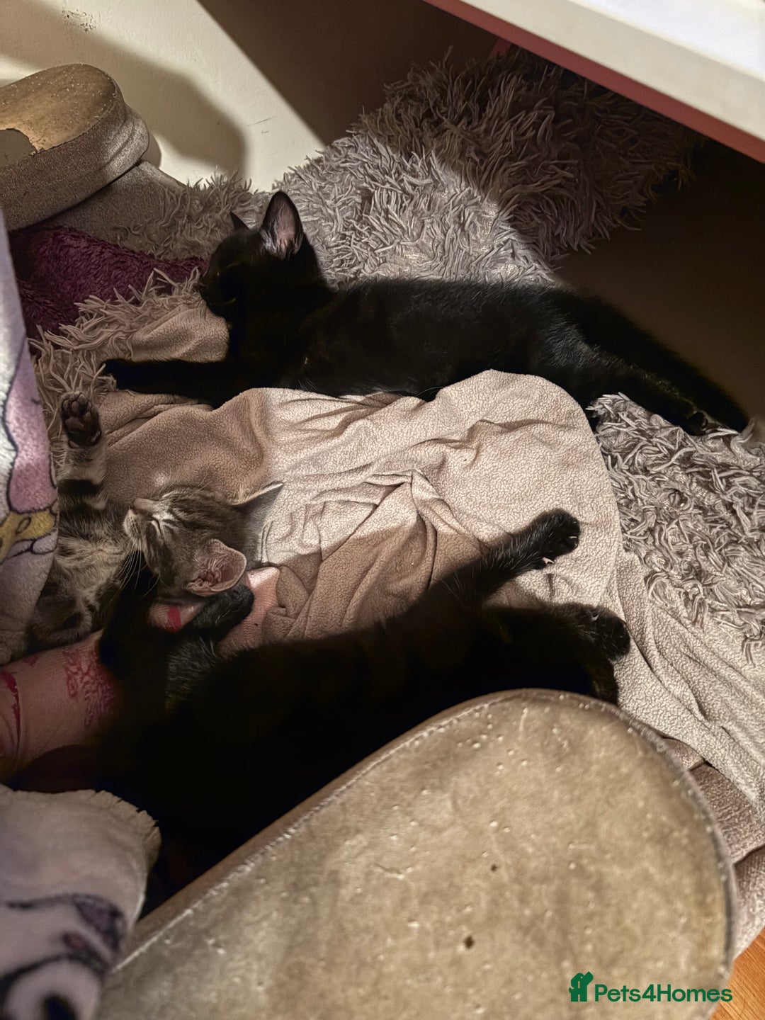 Mixed Breed cats for sale: 5 beautiful kittens - Advert 5