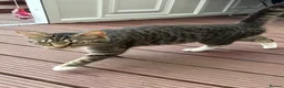 Mixed Breed cats for sale: 3 cats for sale (60 each) - Advert 1