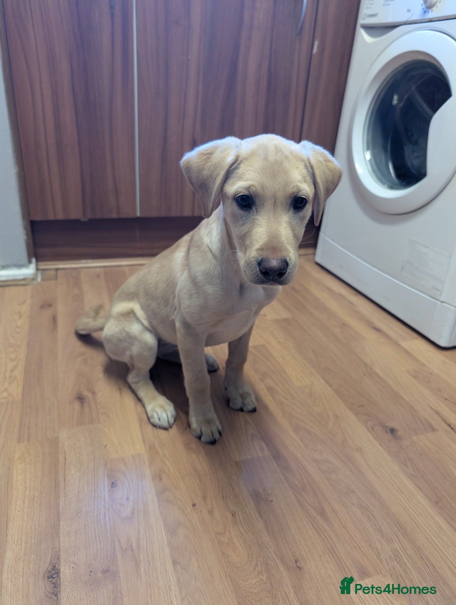 Labrador Retriever dogs Pedigree lab bitch pup  - Advert 6