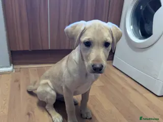 Labrador Retriever dogs Pedigree lab bitch pup - Advert 1