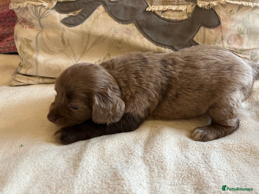 Cocker Spaniel dogs for sale: STUNNING WORKING COCKER SPANIEL PUPS - Advert 20