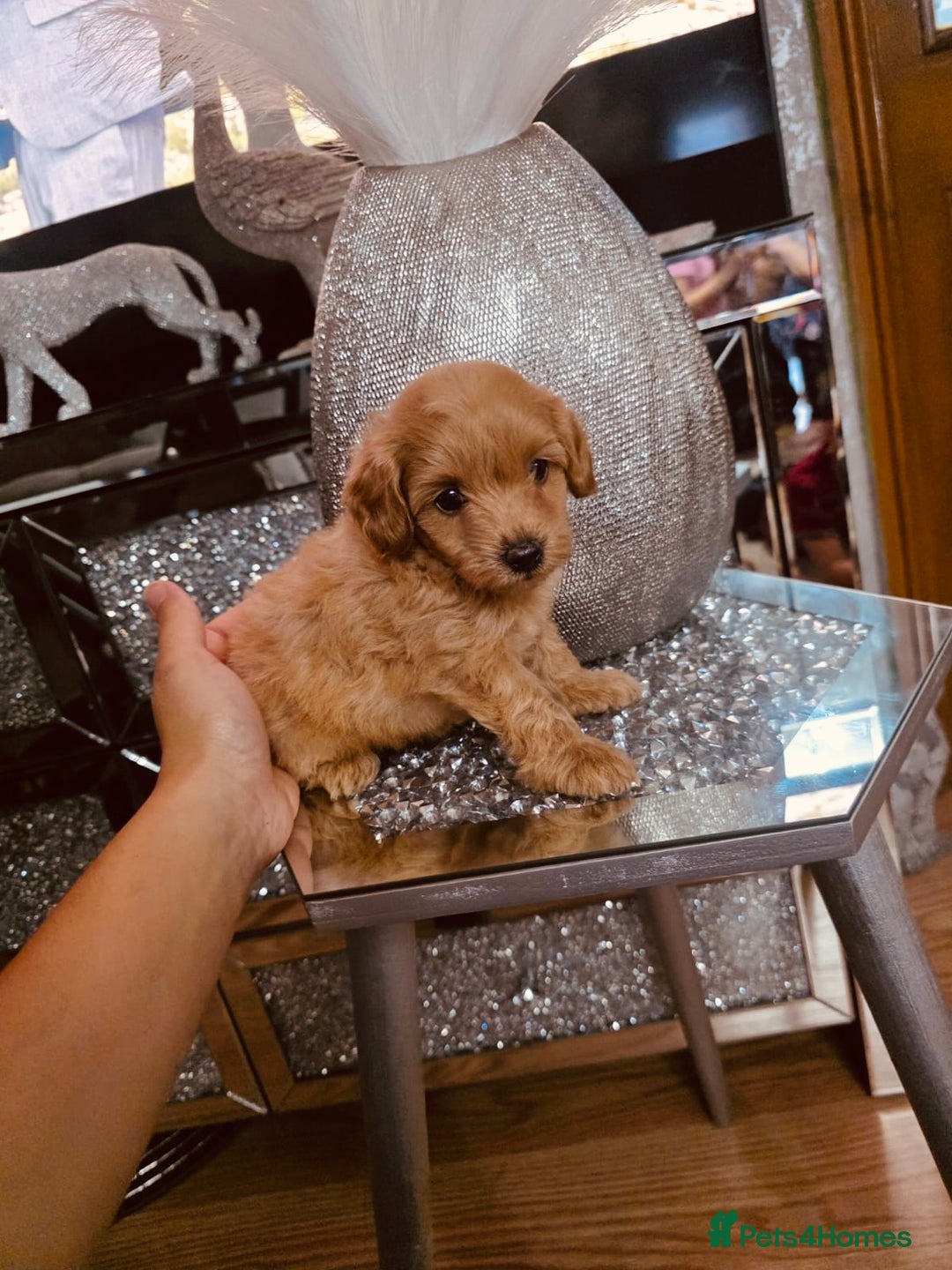 Maltipoo dogs for sale: Maltipoo tiny babies  - Image 4