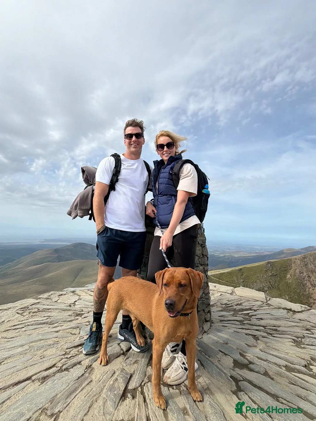 Labrador Retriever dogs for sale: Ted - 18 months old  in Worcester - Advert 5