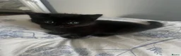 Siamese cats for sale: Siamese mixed kittens  - Advert 13