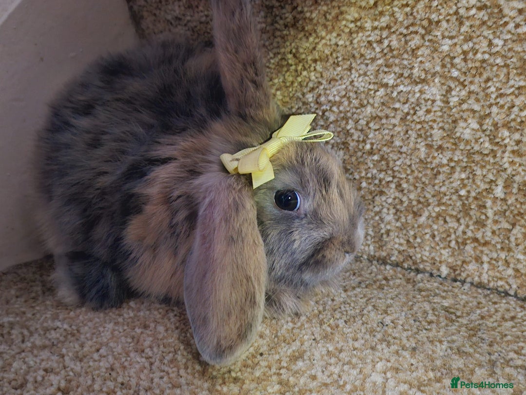 Mini Lion Lop rabbits for sale: Litter of mini lion lop rabbits - Image 6
