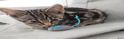 Mixed Breed cats for sale: Domestic brown tabby kitten thick stripes😻   - Advert 2