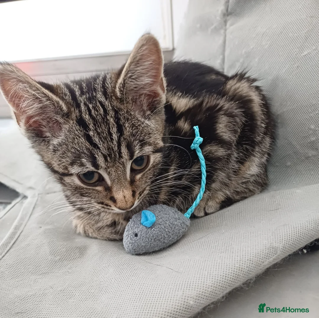 Mixed Breed cats for sale: Domestic brown tabby kitten thick stripes😻   - Advert 2