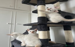 Siamese cats for sale: Siamese x ragdoll kittens  - Image 4