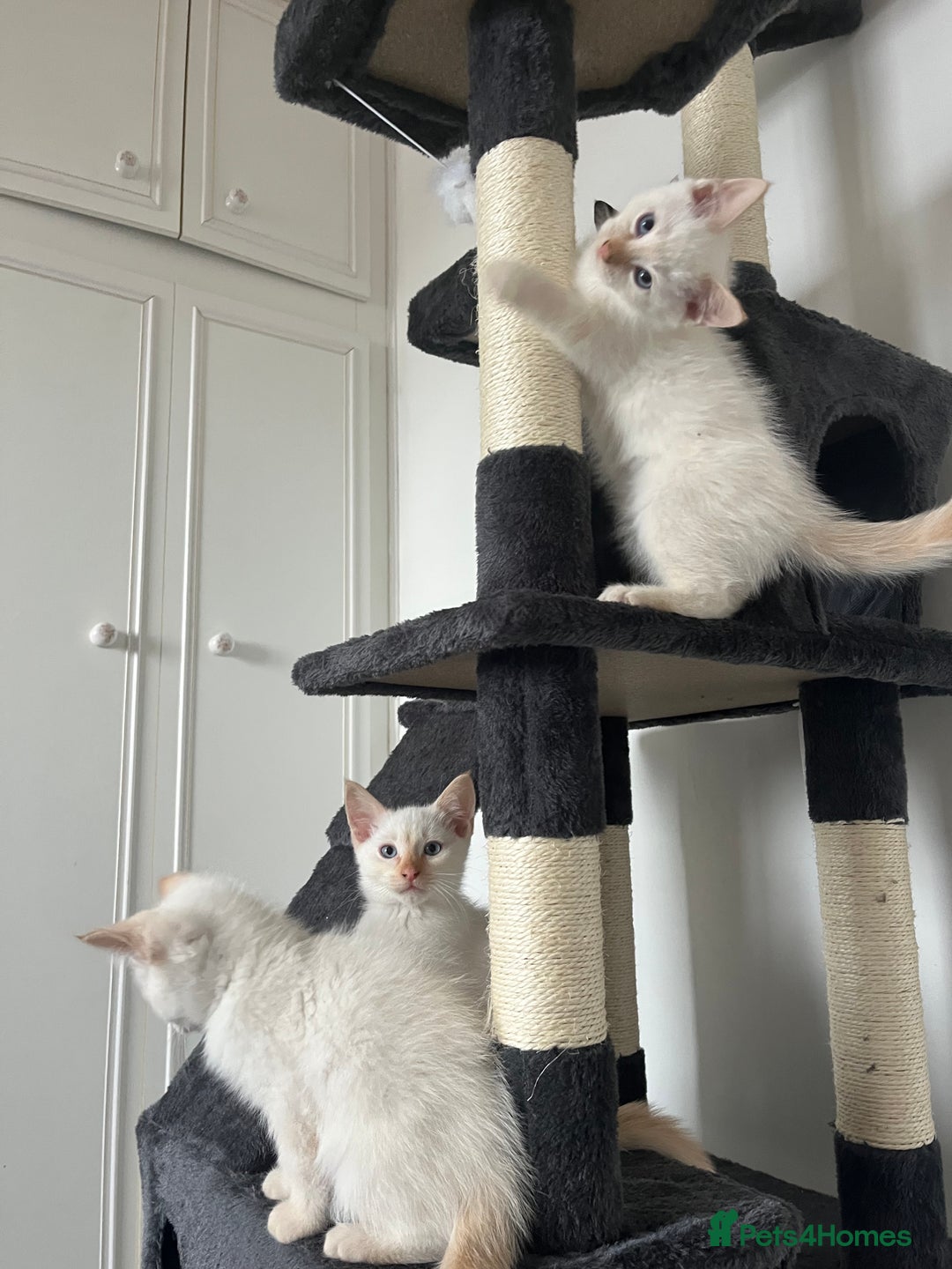 Siamese cats for sale: Siamese x ragdoll kittens  - Image 4