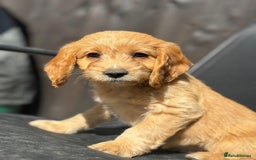 Cockapoo dogs for sale: *READY NOW  *Cockapoo puppies *7 SOLD*  - Image 14