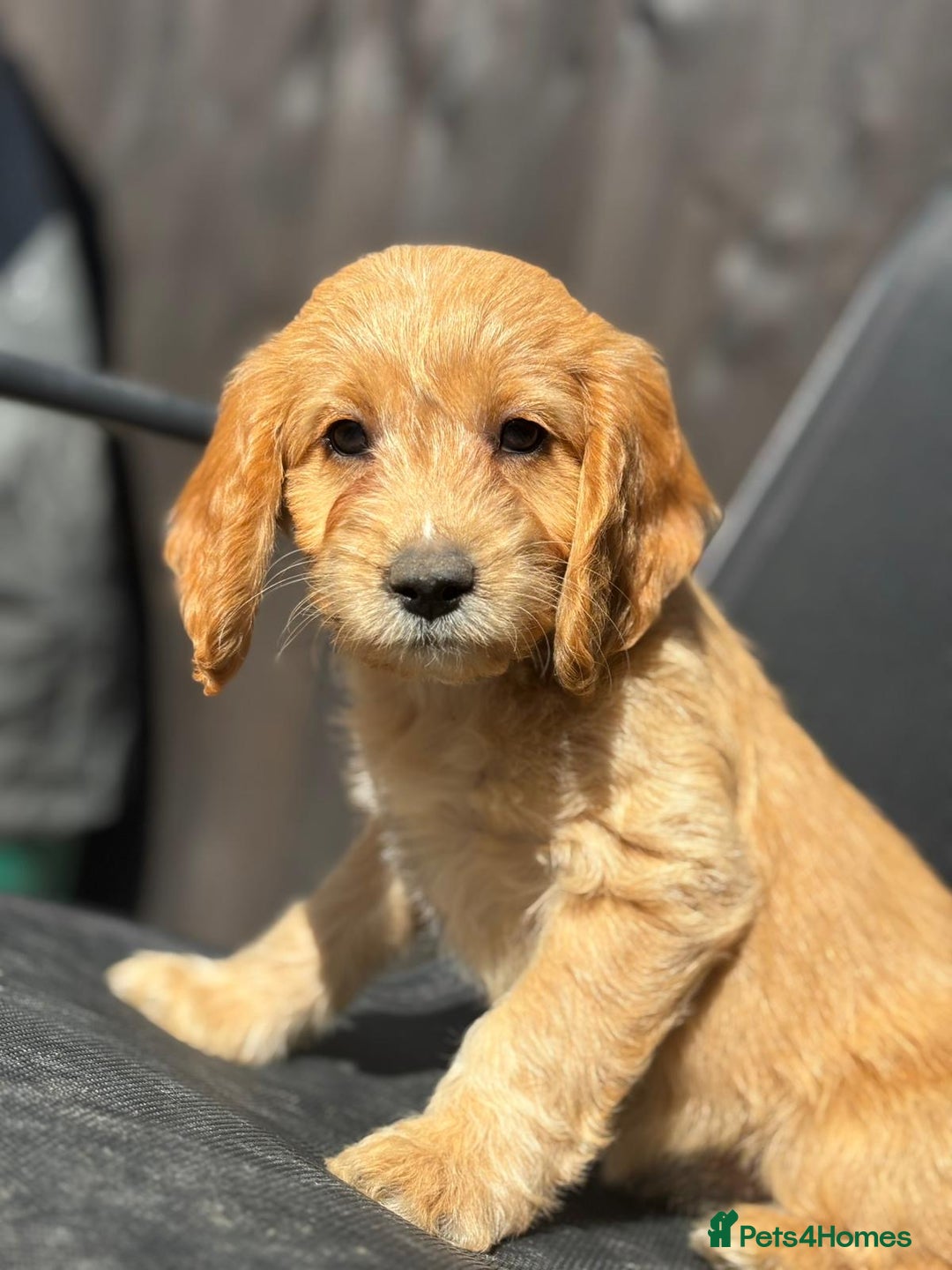 Cockapoo dogs for sale: *READY NOW  *Cockapoo puppies *7 SOLD*  - Image 14