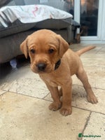 Labrador Retriever dogs - Advert 4