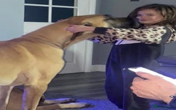 Great Dane dogs for sale: KC Reg Great Dane Female  - Image 17