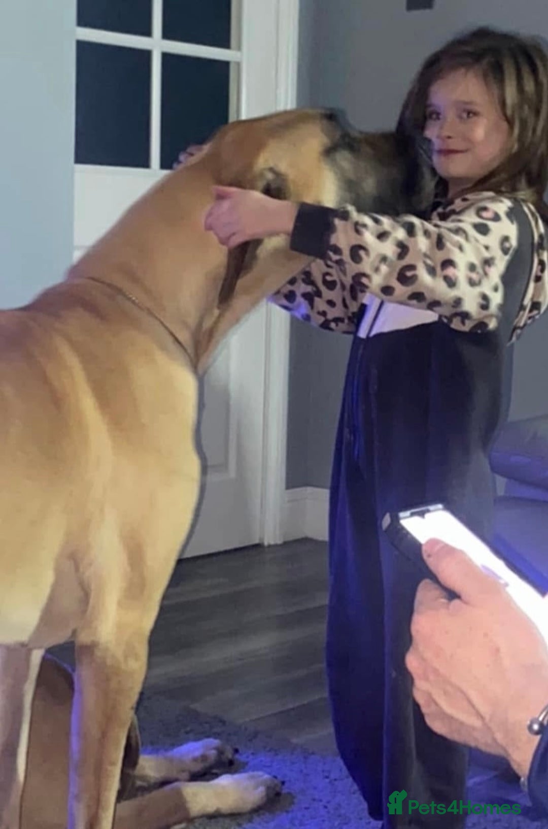 Great Dane dogs for sale: KC Reg Great Dane Female  - Image 17