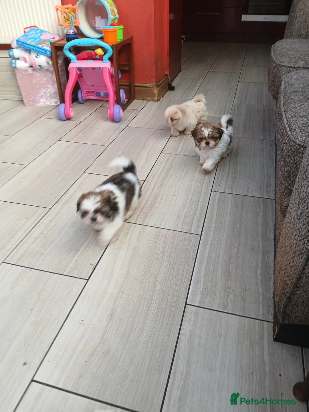 Shih Tzu dogs for sale: Ready to go 3 Shih-tzu boy puppies  - Advert 2