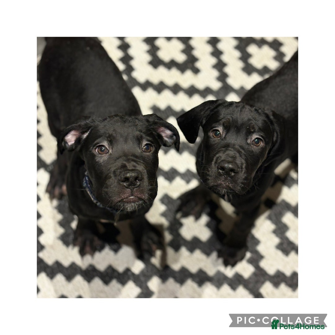Cane Corso dogs for sale: Last 2 cane corso girls  - Image 2