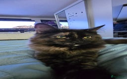 Maine Coon cats for sale: Amazing tortie Mainecoons REDUCED! - Image 37