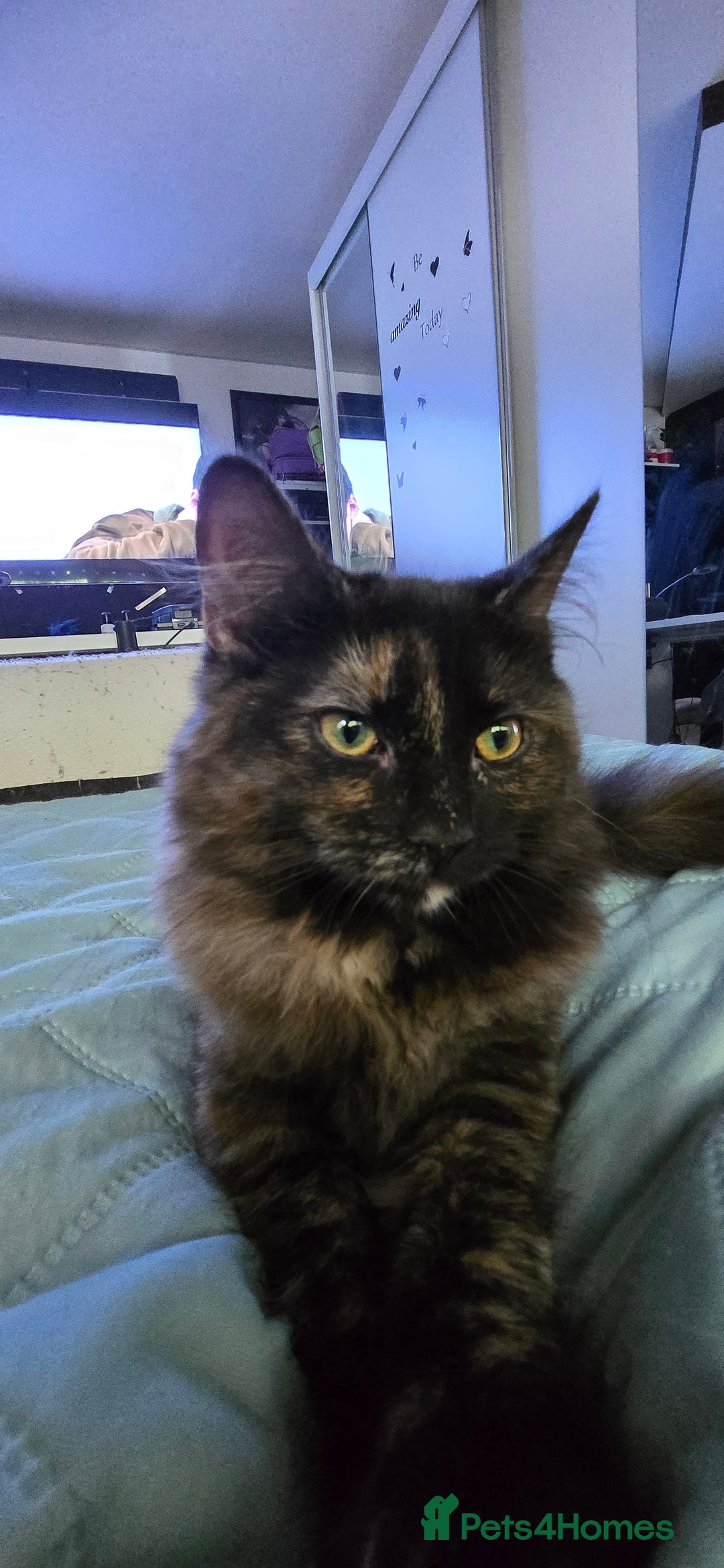Maine Coon cats for sale: Amazing tortie Mainecoons REDUCED! - Image 37