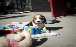 Beagle dogs for sale: Stunning KC Reg Beagle Pups - Ready Now - Image 5