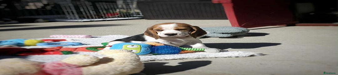 Beagle Puppy 1