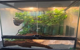 Gecko reptiles for sale: Female Gecko  - Image 2