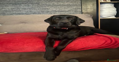 Labrador Retriever dogs - Advert 3